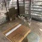 دجاج فيومي العمر شهرين ونص
