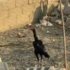 ديك شاكو الماني للبيع