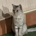 قطه اليفه جدا  للتبني