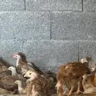 صوص دجاج بلدي