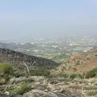 هامستر