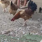 للبيع ديكين