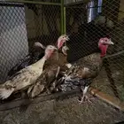 دجاج رومي للبيع