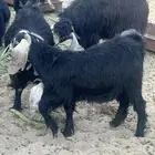 تيس للبيع ( الموقع النقيع)