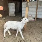 داغور حري