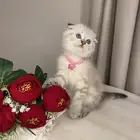 قطط للبيع سكوتش