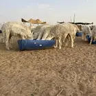 حرش دفيع جذعات للبيع طيبه وعلا فحول طيبه