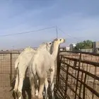 قعدان للبيع