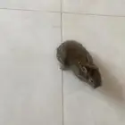 ارنب صغيره للبيع