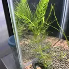 نباتات مائية