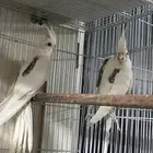 كروان هافي بايد