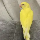 فرخ درة هولندي لاتينو ( تم البيع )