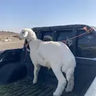 خروف تم البيع