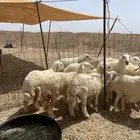 رخال وطليان ذبايح مناسبات ذبائح زواجات يوجد صلخ وتوصيل