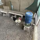 دجاج بلدي