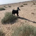 للبيع عنز