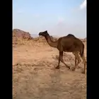 للبيع البكره حقه لونها مجهم