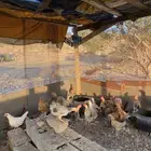 تم البيع الله يبارك لرعيه