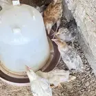 دجاج بلدي