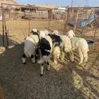 الطليان
