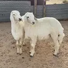 خرفان حريات