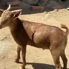 السلام عليكم