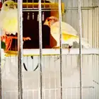 زوج كناري موزاييك منتج تحته 3بيضات