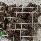 سمان زغاليل أضم المحضر طريق العرج