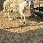 حريه سديس دفع لها شهرين