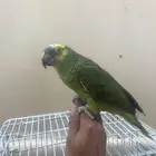 ببغاء