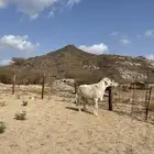 طلي فحل صنف تم البيع