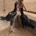 دجاج شامو مستوى عالي