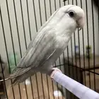 طير روز فضولي وأليف (ذكر)