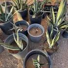 نخل واشنطني وصبارللبيع