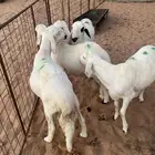 ذبائح سواكن مرابي ابيض مع الصلخ والتوصيل
