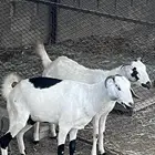 ماعز