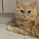 قط ذكر للبيع