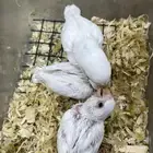 فروخ روز البينو