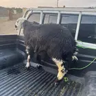 رخل للبيع