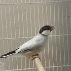 ذكر جاوا طفرة