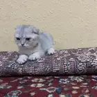 قطه للبيع سكوتش فولد