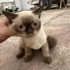 قطه للتبني