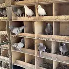 بيع مستعجل حمام كوم ريش