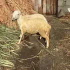 كباش بلدي للبيع