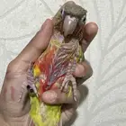 كنيور فرخ