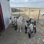 ذبايح بلدي