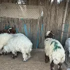 نعيمي طيبه