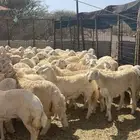 رخال ( تم البيع )