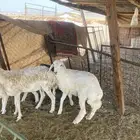رخل مقفله