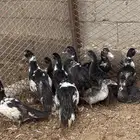 فروخ بط مصري